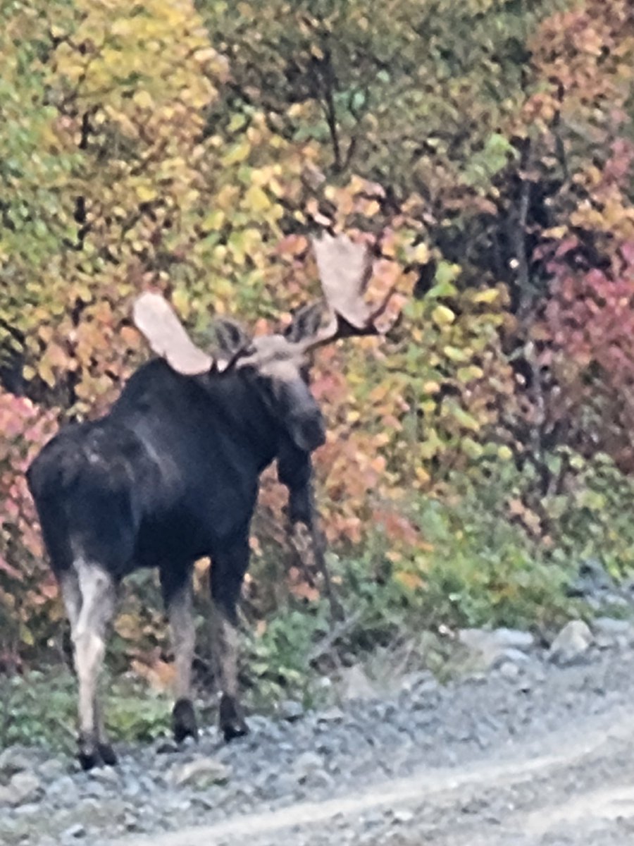 Maine Moose Hunt 2024