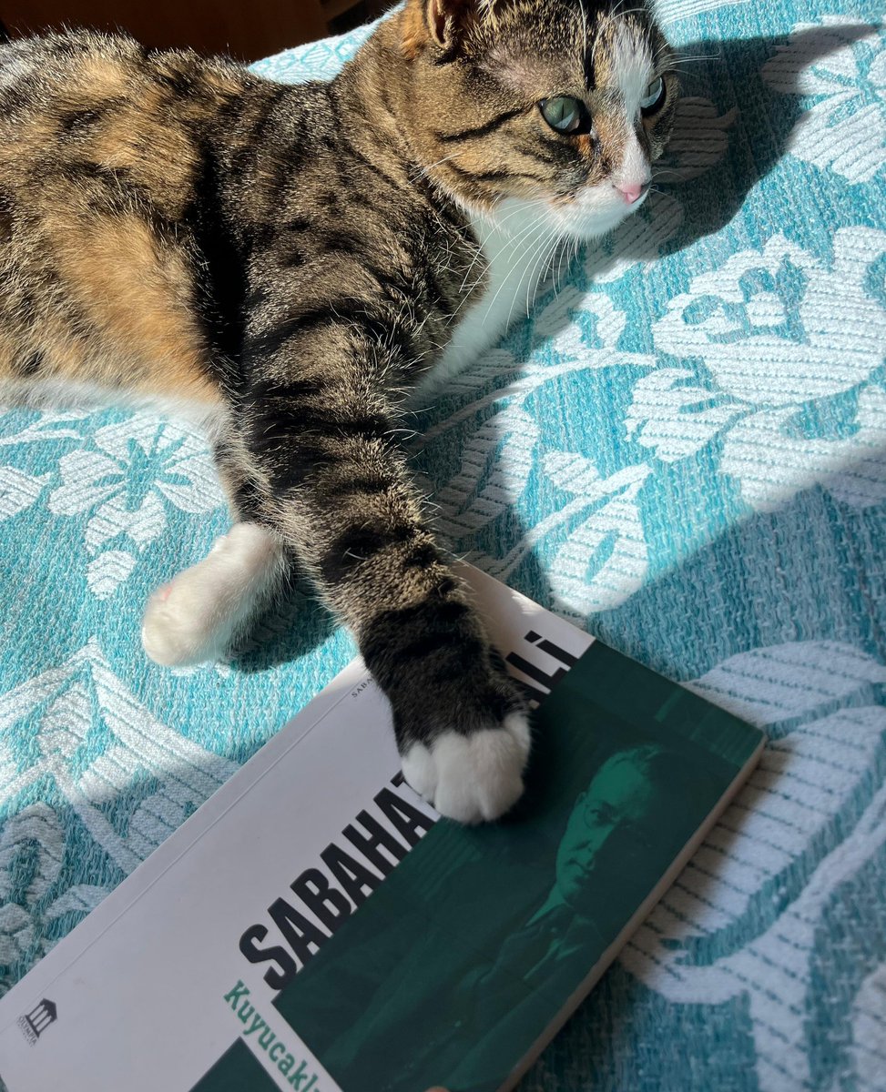 melissaakyn's tweet photo. Kuyucaklı Yusuf okuyan kedi gerçek değildir 
Kuyucaklı Yusuf okuyan kedi: https://t.co/DgjqQEr97d