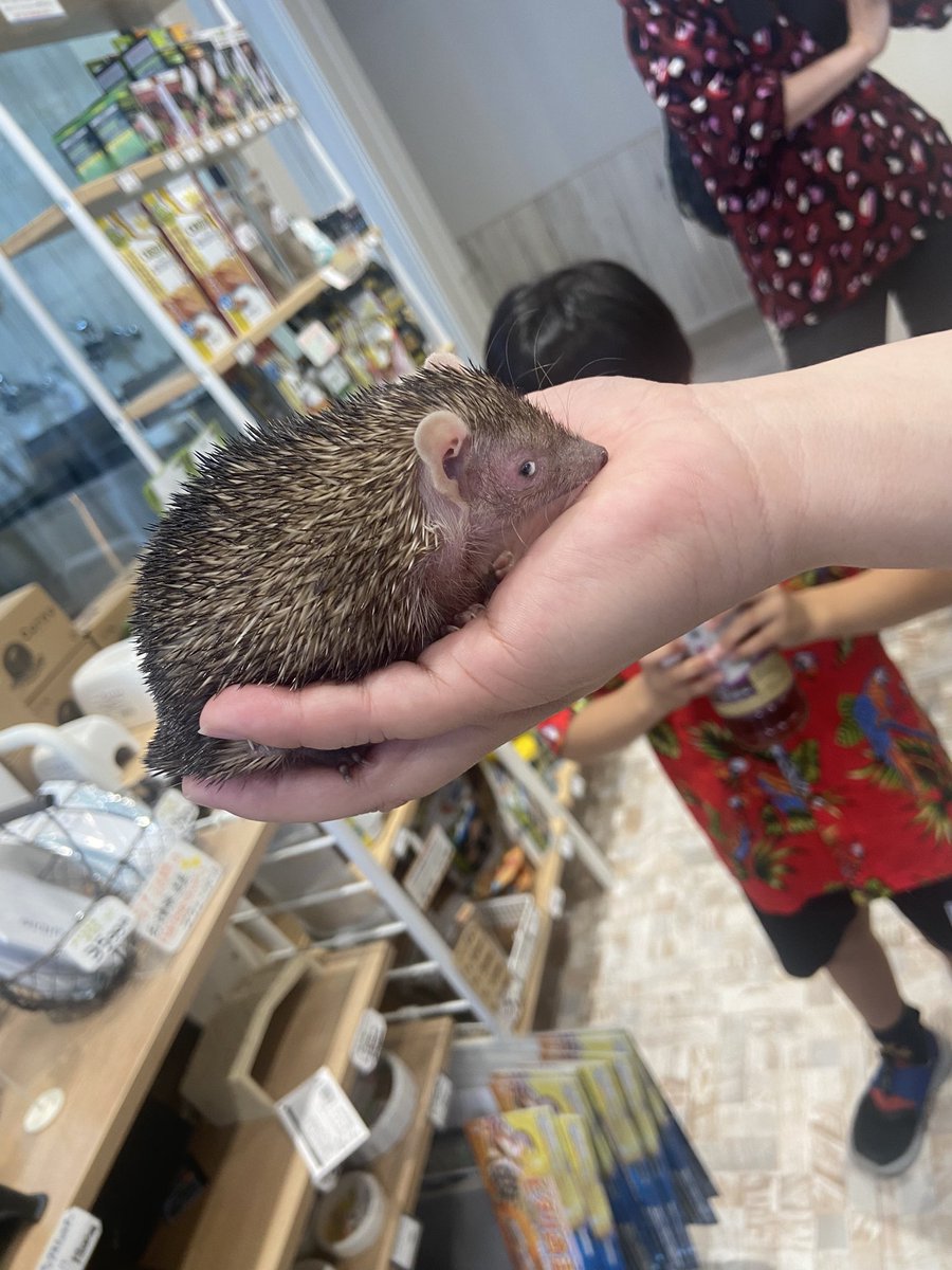 moltingbase's tweet photo. この子の涙も良かったです☺️
#ヒメハリテンレック
#inhabit https://t.co/QtAUEzp4ml