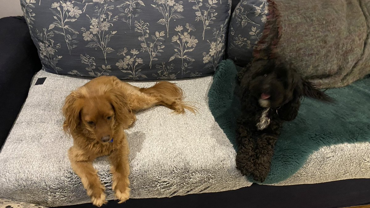 GetsPuppy's tweet photo. Mum’s home! We’ve had such an exciting night celebrating mum’s return and Molly’s gotcha day. Chicken for everyone 😻🐶🐶❤️🎉#mumshome ##MollyGotchaDay https://t.co/xXLbSZ52Sv