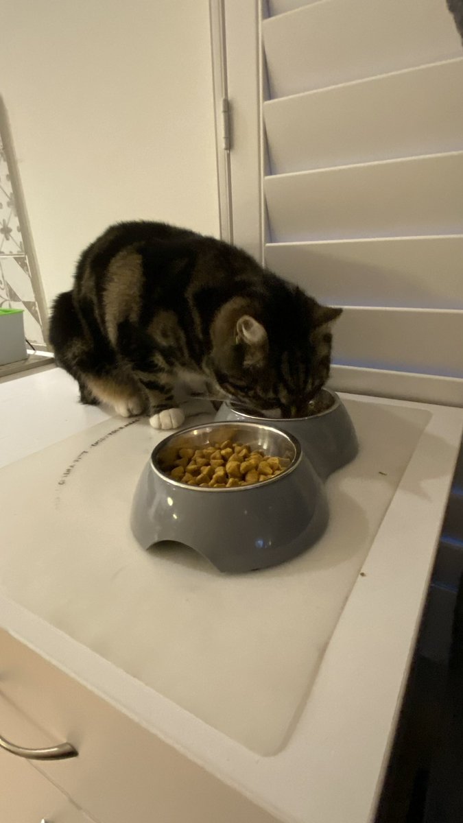 GetsPuppy's tweet photo. Mum’s home! We’ve had such an exciting night celebrating mum’s return and Molly’s gotcha day. Chicken for everyone 😻🐶🐶❤️🎉#mumshome ##MollyGotchaDay https://t.co/xXLbSZ52Sv