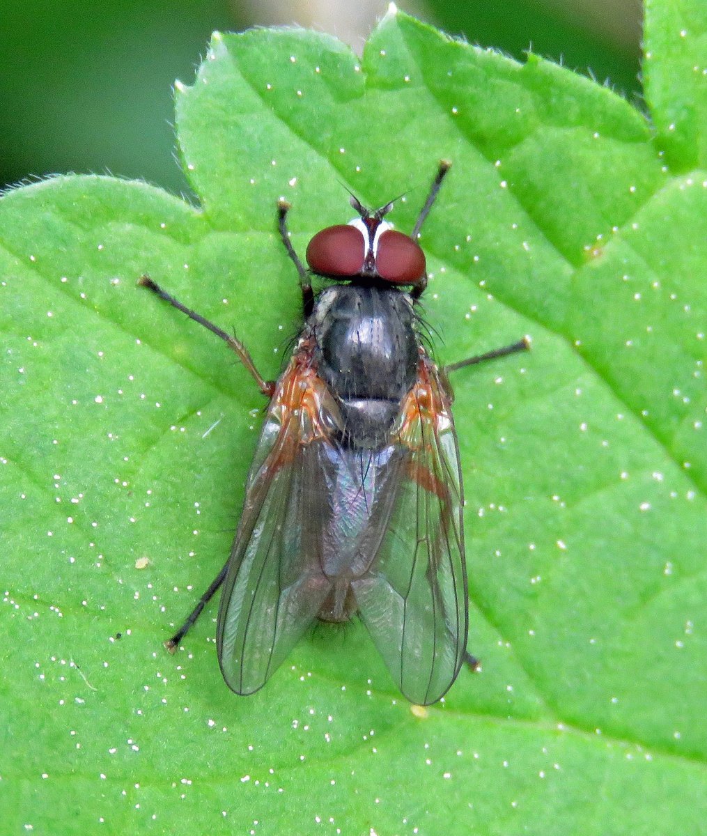 Steven Falk tweet media