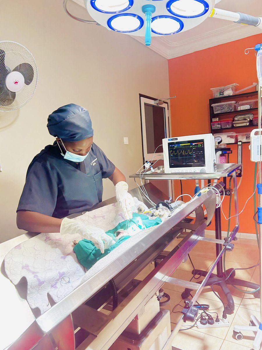 Mygreatprice's tweet photo. Expert care at Kiram Veterinary Clinic: Spay surgery success! #VeterinaryCare #AnimalHealth https://t.co/8v9Jy42Mo7