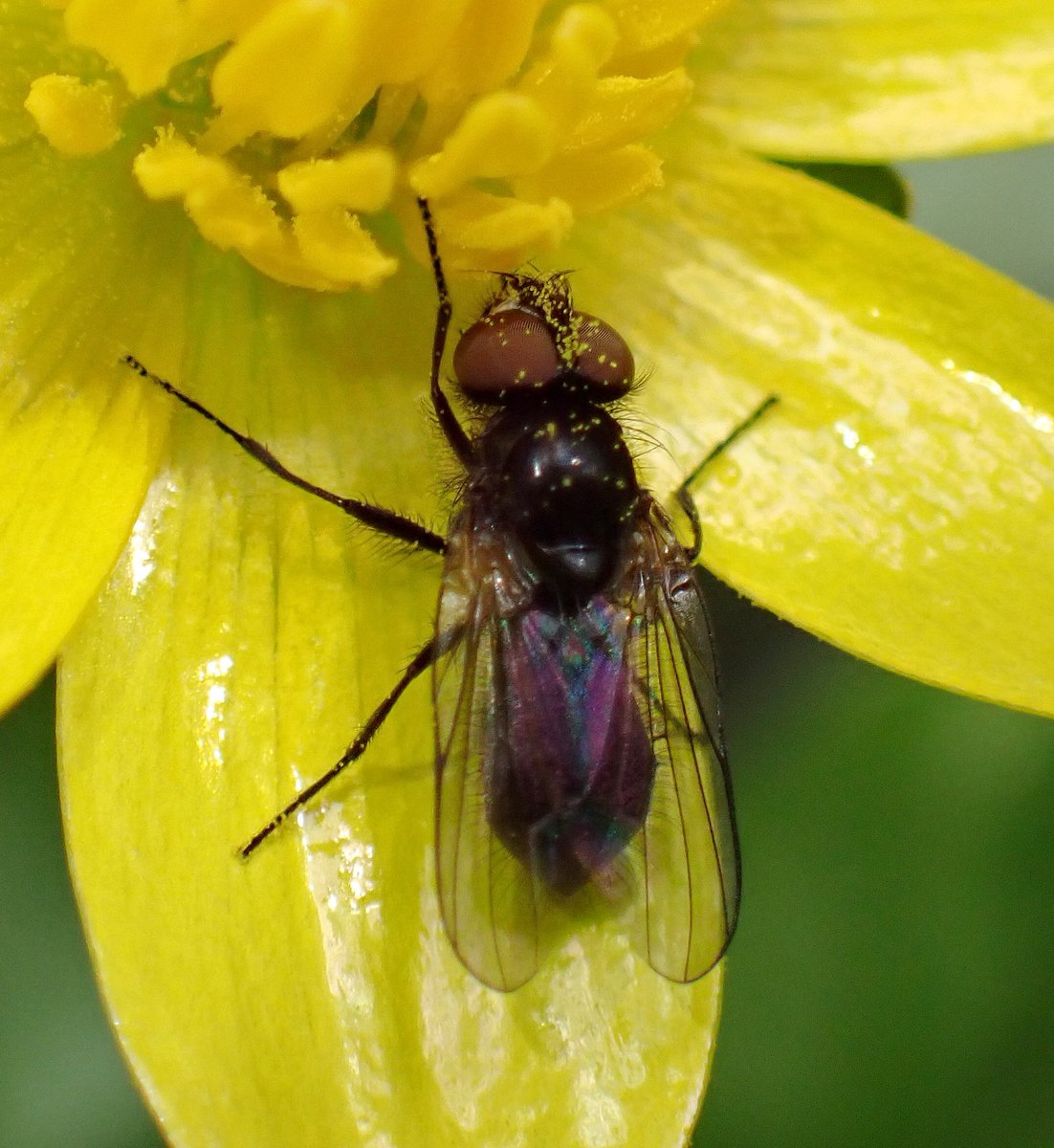 Steven Falk tweet media