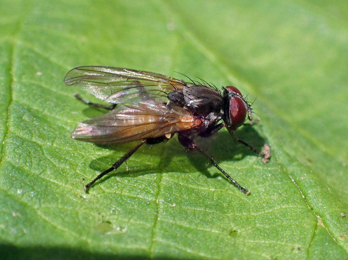 Steven Falk tweet media