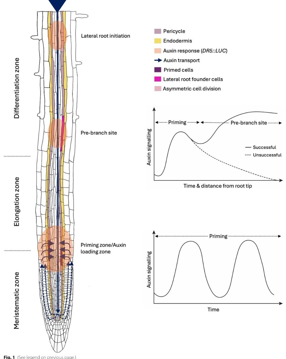 Alex_Kiryushkin's tweet photo. New review about shaping of #root architecture told by Kavya Yalamanchili, @Vermeer_Lab, Ben Scheres, and  @ViolaWillemsen in Biology Direct (@BMC_series).

For more details:
👉https://t.co/BSYMMzmKGr
#LateralRoot https://t.co/1C4Bb3obPr
