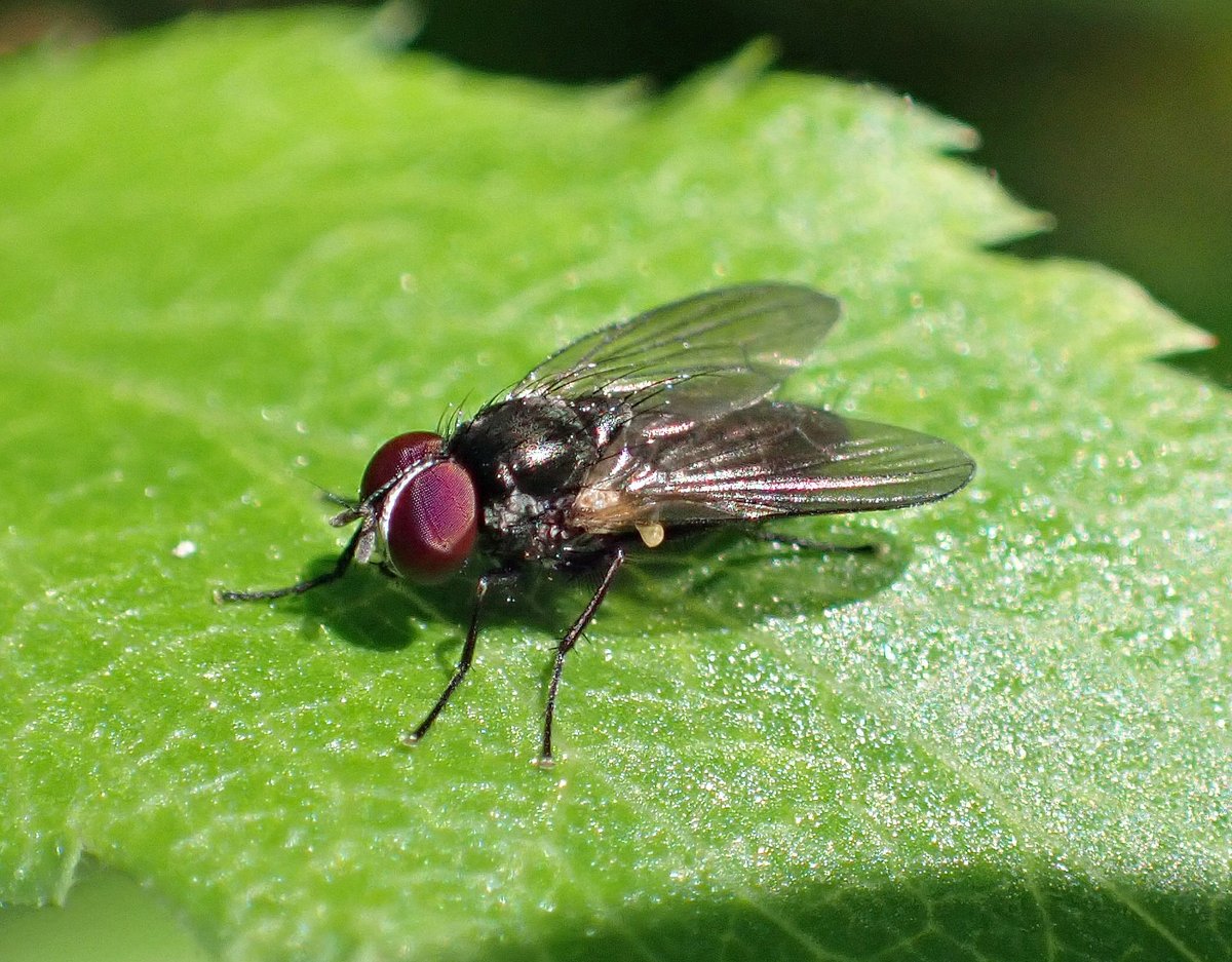 Steven Falk (@stevenfalk1) on Twitter photo @xylota <a href="/ynuorg/">YNU</a> <a href="/DipteristsForum/">Dipterists Forum</a> <a href="/UKMuscidae/">UK Muscidae & Fanniidae Study Group</a> Lovely. Yes, you are right about lack of Fanniidae love Ian, so here are four from me: Fannia lustrator, F. mollissima, F. speciosa and F. sociella. I don't have a decent one of Lesser House Fly - need to fix that! @xylota <a href="/ynuorg/">YNU</a> <a href="/DipteristsForum/">Dipterists Forum</a> <a href="/UKMuscidae/">UK Muscidae & Fanniidae Study Group</a> Lovely. Yes, you are right about lack of Fanniidae love Ian, so here are four from me: Fannia lustrator, F. mollissima, F. speciosa and F. sociella. I don't have a decent one of Lesser House Fly - need to fix that!