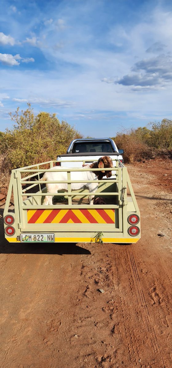 The Beast has landed safe in Rustenburg.,

To many off-springs 🐐🐐🐐💰

#brothersfarmlivestock #Boergoats #livestock #bestgenetics #southafricatiktok🇿🇦