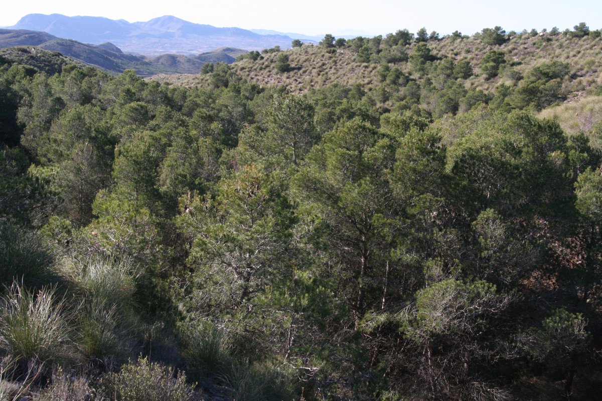SER Europe (@ser_europe) on Twitter photo We are thrilled to be hosting soon, together with <a href="/WWFespana/">WWF España 🐼</a>, a workshop to explore opportunities to expand to other countries the reach of the standards for certifying Spanish Mediterranean forest restoration projects. The outcomes will be presented at the #8MFW. Stay tuned! We are thrilled to be hosting soon, together with <a href="/WWFespana/">WWF España 🐼</a>, a workshop to explore opportunities to expand to other countries the reach of the standards for certifying Spanish Mediterranean forest restoration projects. The outcomes will be presented at the #8MFW. Stay tuned!