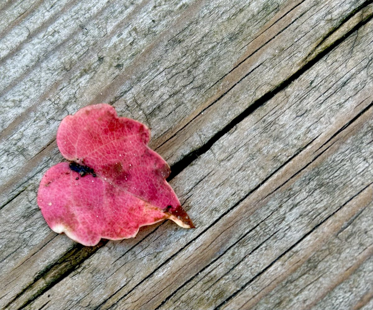 Stephanie Lazzaro tweet media