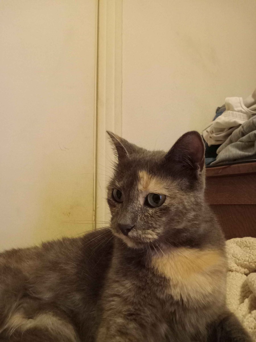 duckiidex's tweet photo. @Zukitz love this little freak; Twinkie beloved https://t.co/MXPNIAnvUI