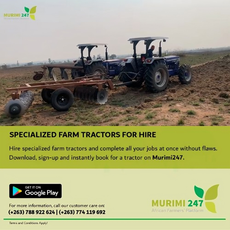 murimi247's tweet photo. MAXIMISE THE EARLY RAINS WITH MURIMI 247!
Make Every Drop count this farming season with Murimi 247. Hire our highly efficient tillage equipment and experience the difference in performance and efficiency.
Contact Murimi 247 on +263788922624/ +263774119692
#Smartagriculture https://t.co/cRQ7C3oX1O