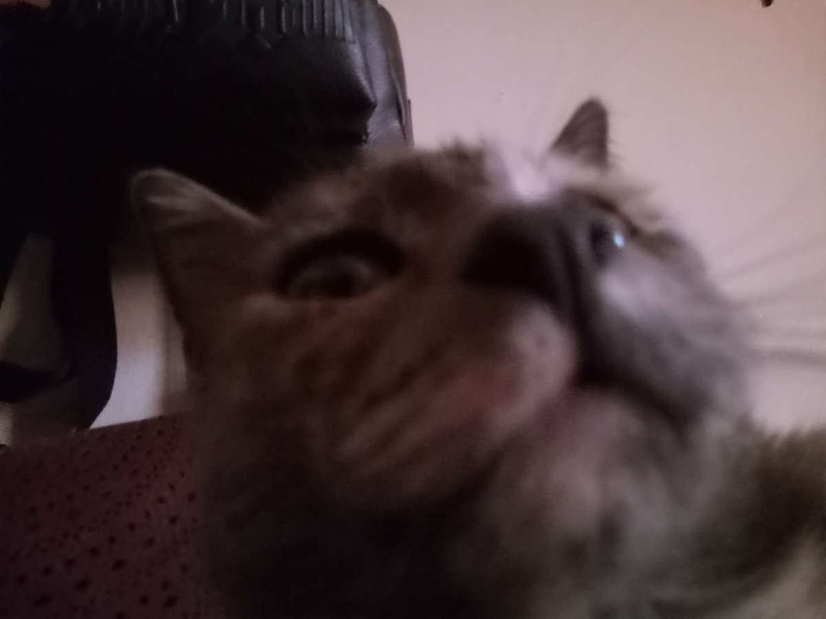 duckiidex's tweet photo. @Zukitz love this little freak; Twinkie beloved https://t.co/MXPNIAnvUI