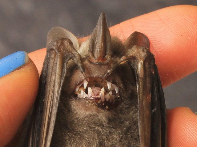 Actualización de Animalandia: animalandia.educa.madrid.org, su descripción en el blog: educa2.madrid.org/web/animalandi… 
Aquí: erizo irregular de arena de Manuel Gosálvez, Heegeria tangirica de Faluke, mochuelo duende de Isidro Martínez  y murciélago frutero enano de María José Cano Trujillo.