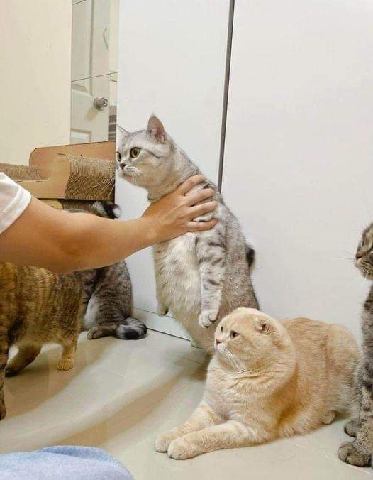 ulat_bulu_bulu's tweet photo. "Tak puas hati ke? Marilah gaduh!" https://t.co/LyghaJtxLq