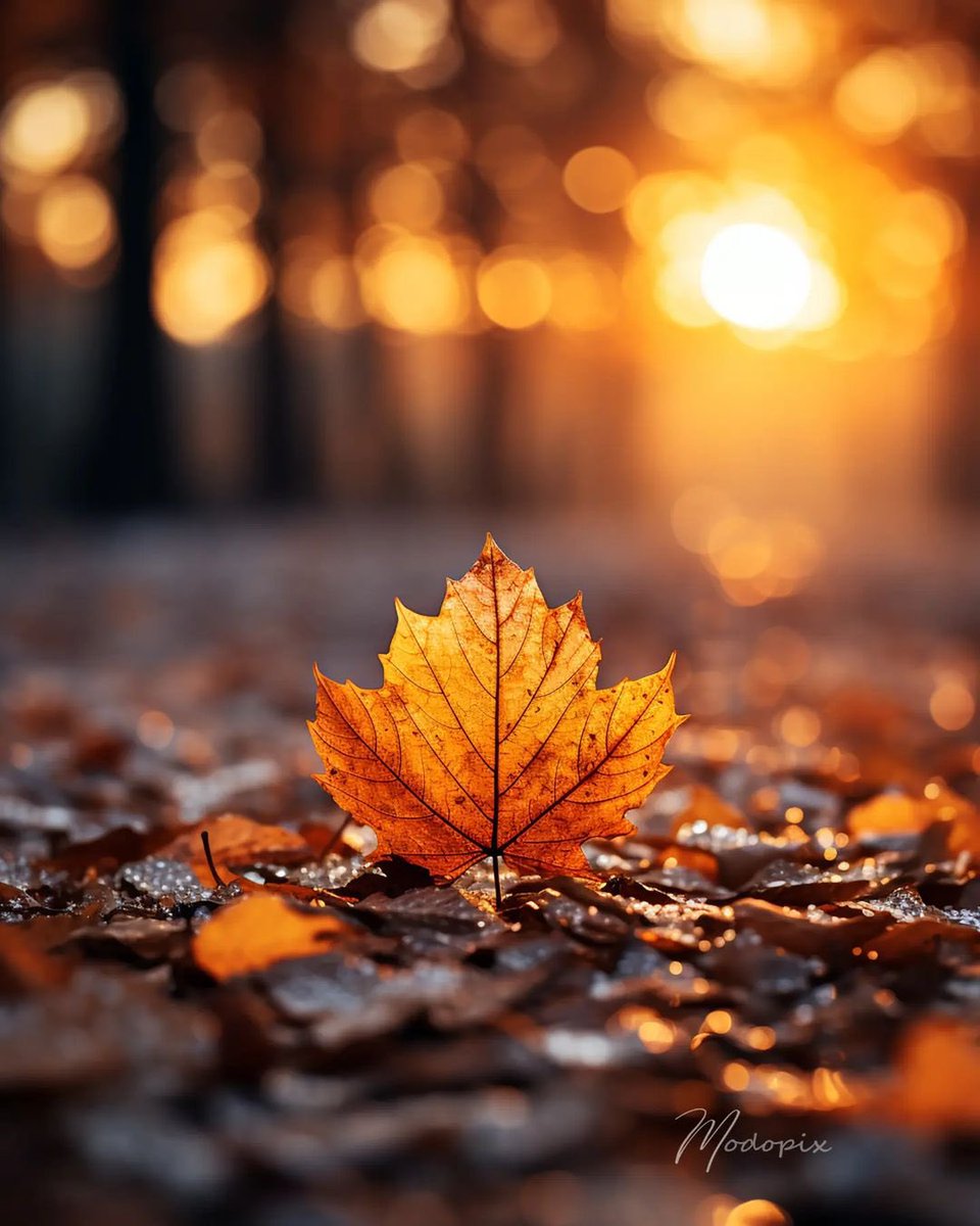 Hello Everyone! 💛 Have a beautiful day 💞🌸💕🍁🍂