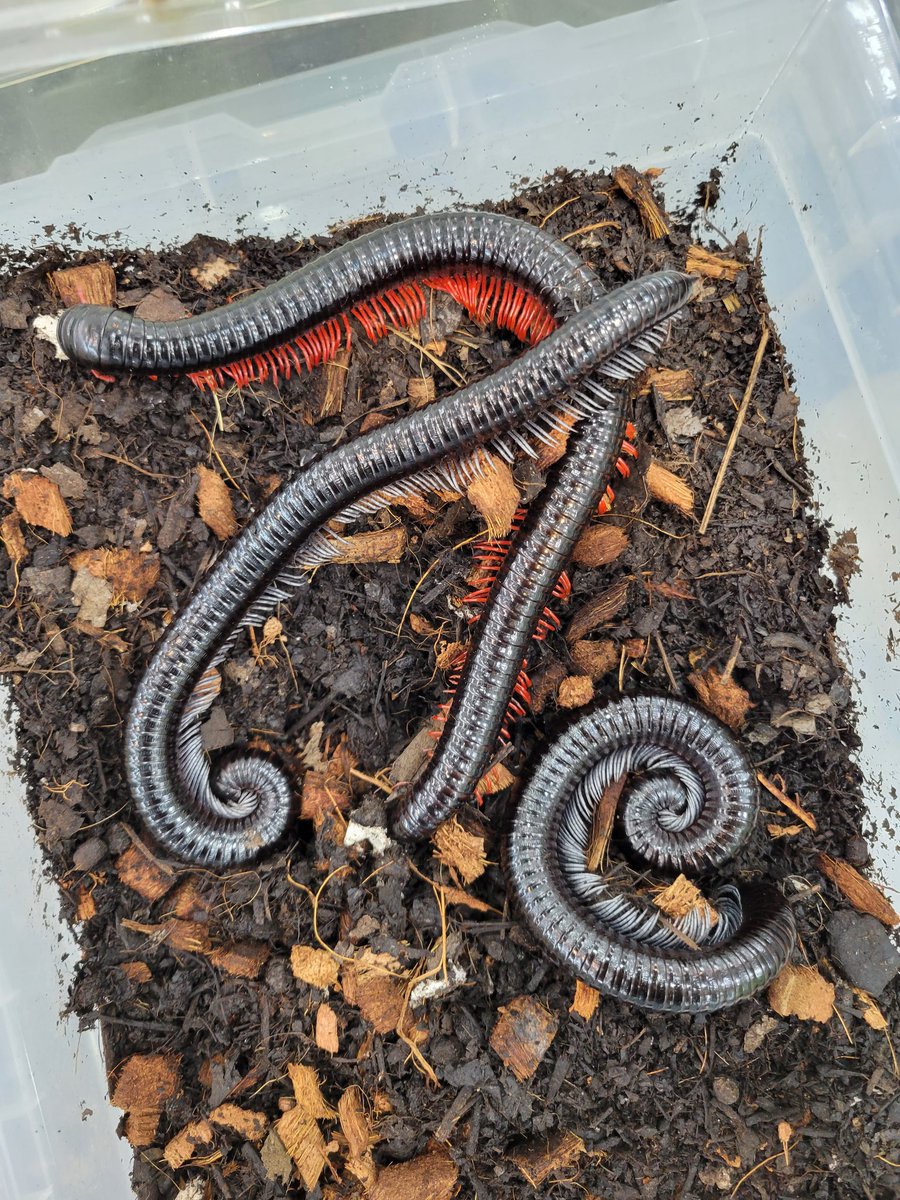 ベトナムオオヤスデ赤足　30cm ベトナムオオヤスデ赤足30cm (たこすけ) 徳重のその他の中古あげます