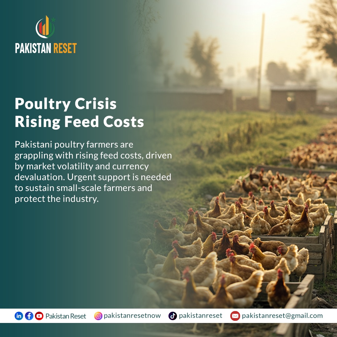 pakistanreset's tweet photo. Poultry farmers in Pakistan grapple with rising feed costs. Urgent support needed to sustain small-scale farmers and protect the industry. #PoultryCrisis #SupportFarmers https://t.co/v69gOhX59R