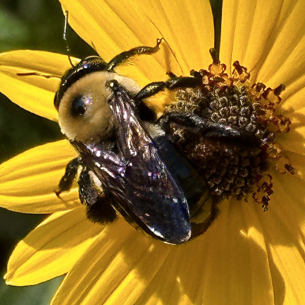 ThreeCatsDog's tweet photo. Some flowers from my garden to brighten your day :). Enjoy! #flowers #wildflowers #poliinators #bees https://t.co/kYnO6it8Nr