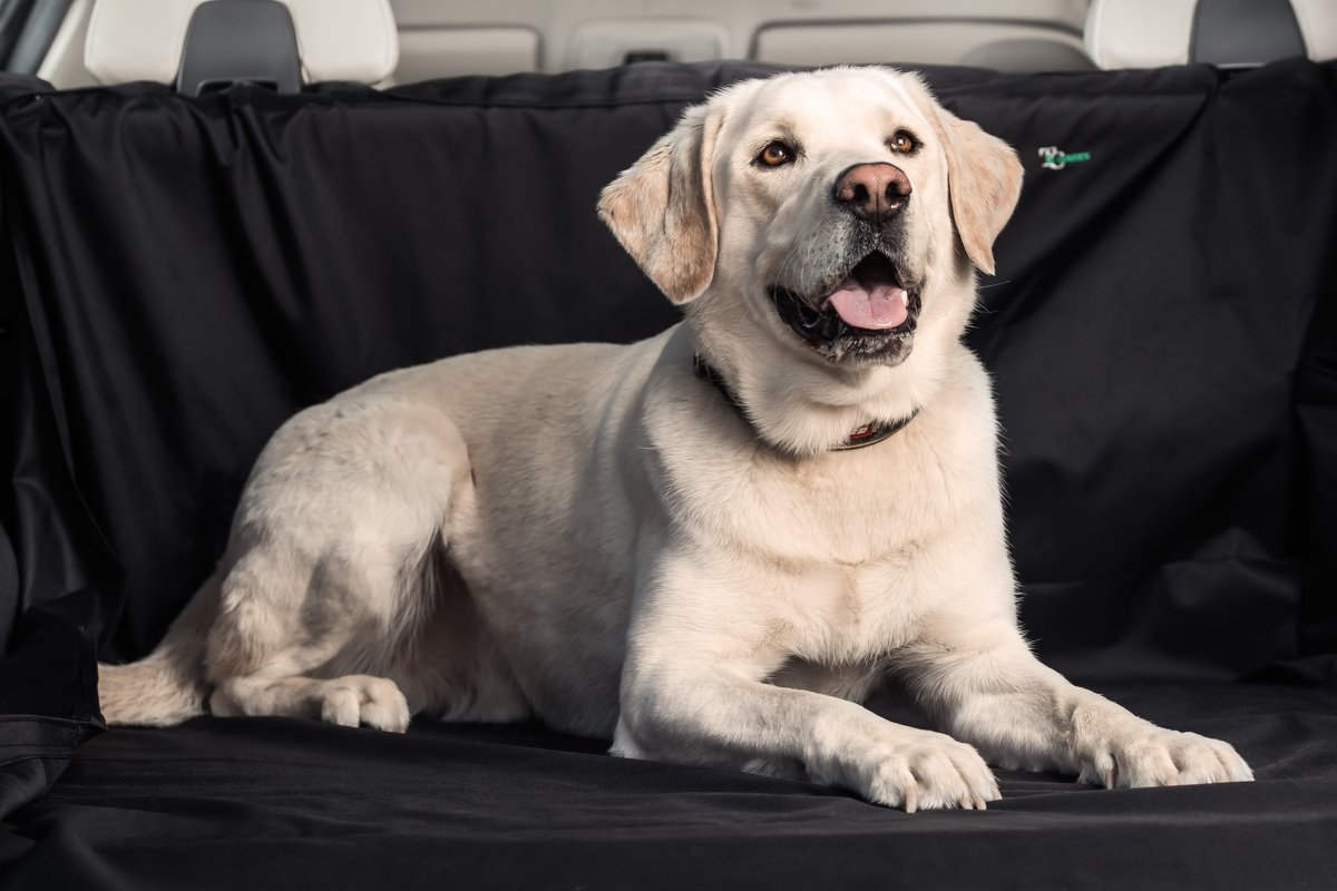 It's always wet in the UK, so if you haven't got a boot liner for your wet dog, or even your wet shopping, what are you waiting for? townandcountrycovers.com/products/car-b…