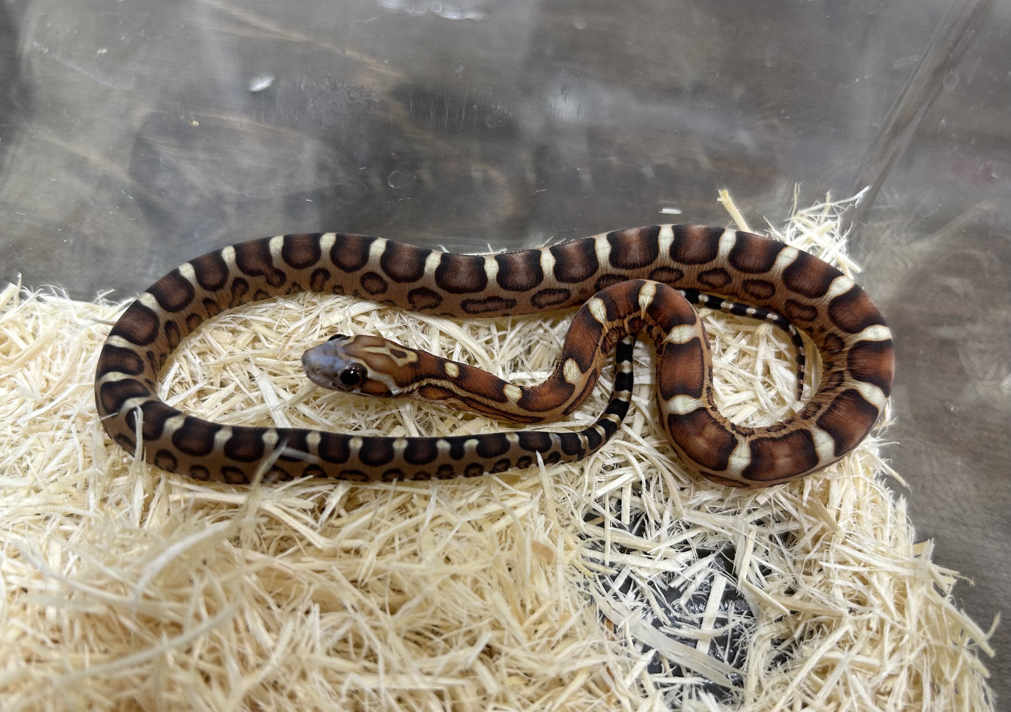 新品　コーンスネーク 🐍コーンスネーク🐍 ①ハイポパルメット66%hetスノー♂/¥48,000