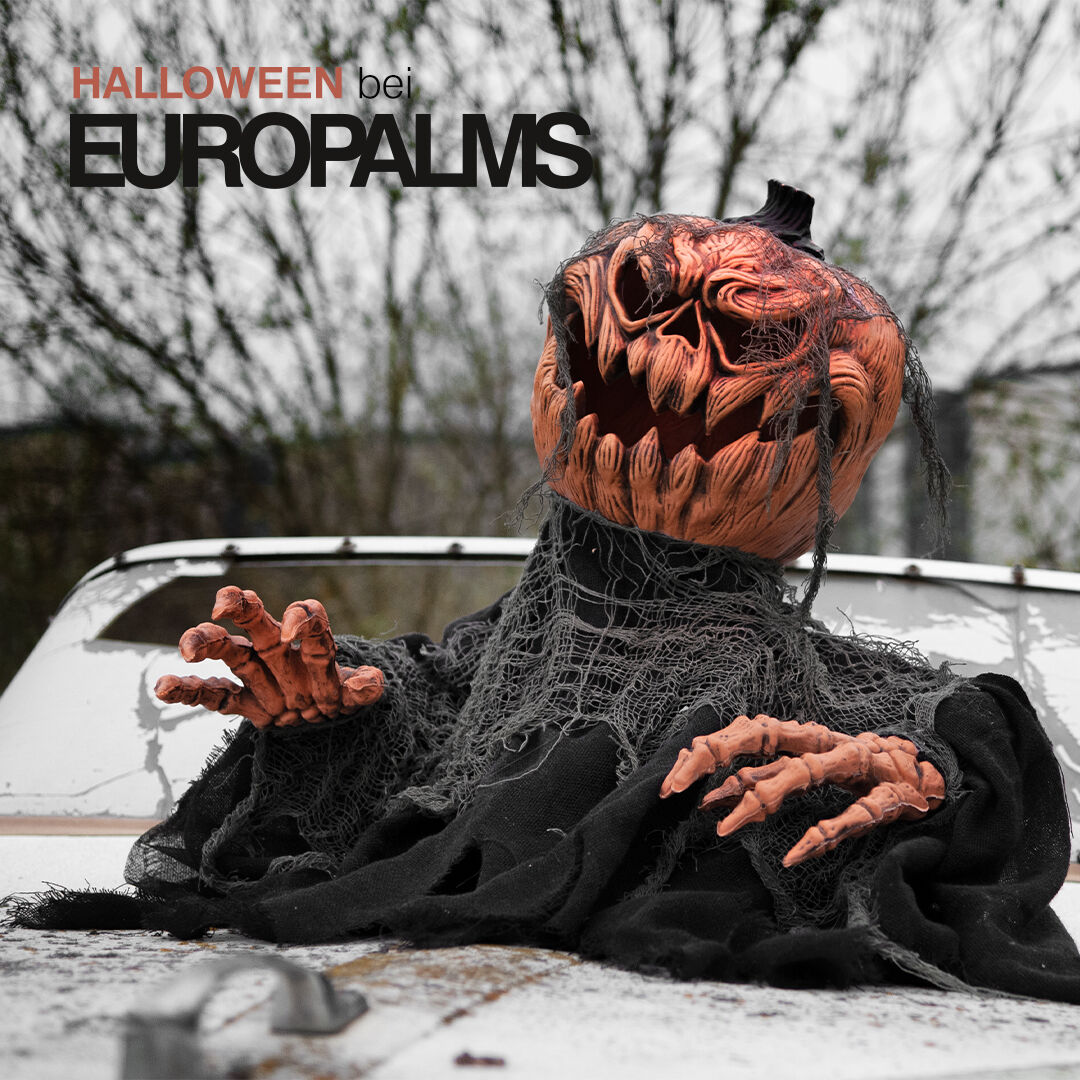 🎃👻 Halloween steht vor der Tür – hol dir die gruseligsten Figuren von Europalms! 👻🎃
Ob schaurige Skelette, leuchtende Kürbisse oder finstere Gestalten: Mit unseren Halloween-Figuren bringst du das perfekte Grusel-Feeling in dein Zuhause oder deine Location. Bereit, für einen