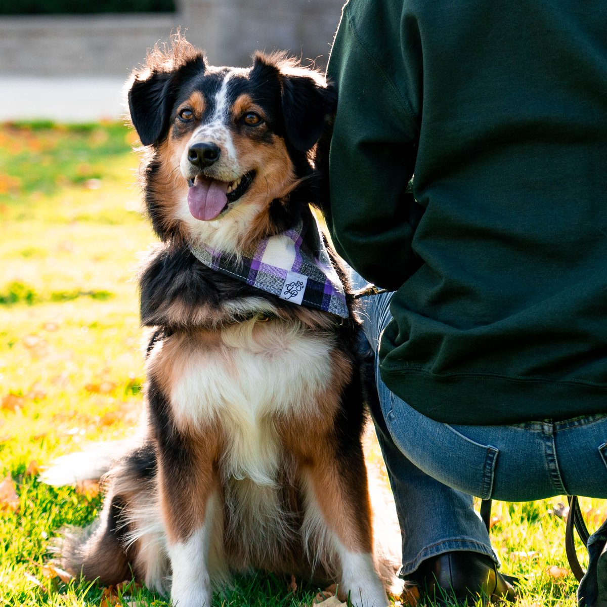 Four-legged fashion icons, but make it Western🐾💜 Hope your Reading Week is as cozy as these pups in their Western gear!

<a href="/WesternU/">Western University</a> #PurpleAndProud #WesternU