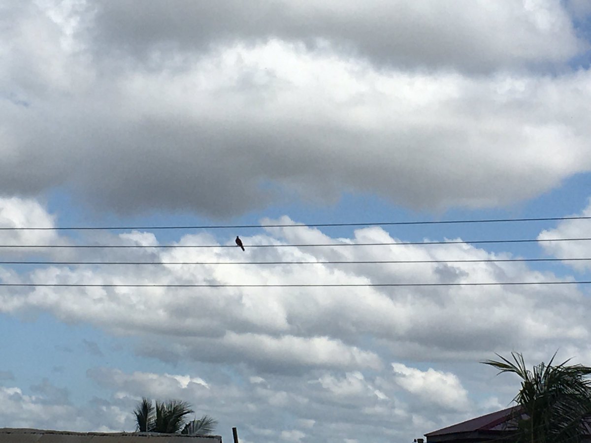 Kwame_Tsuca_1's tweet image. It still has it #iphone6s