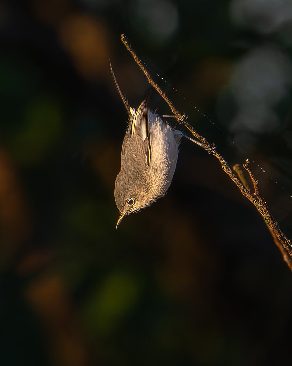 Blue-gray Gnatcatcher 
#photography #naturephotography #wildlifephotography #thelittlethings
