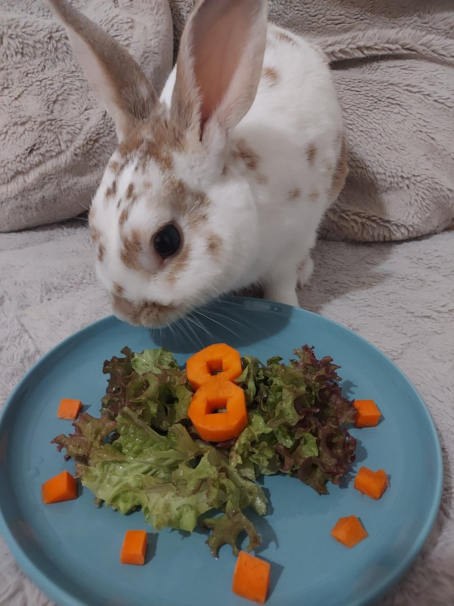 くた君8歳になりました！誕生日おめでとう～！！！🎊✨
今年は体調崩すことが少なくて良かったね💮
また1年よろしくね～！