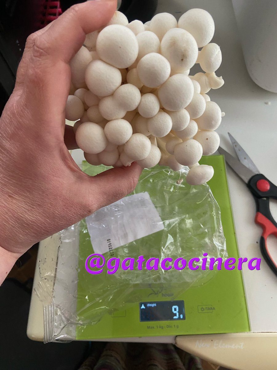 Vegara_vegui's tweet image. He comprado este ramillete tan chulo de shimaji blanco.
De proximidad,Cuenca, no de Asia, bien. Cultivadas,sostenibles… veis la báscula? 9g de plástico,dos recipientes,1 cubriendo al otro. 🙄Voy a pensar que cocino con ellas.
#lagatarockandfood #residuoscero #sinplasticos