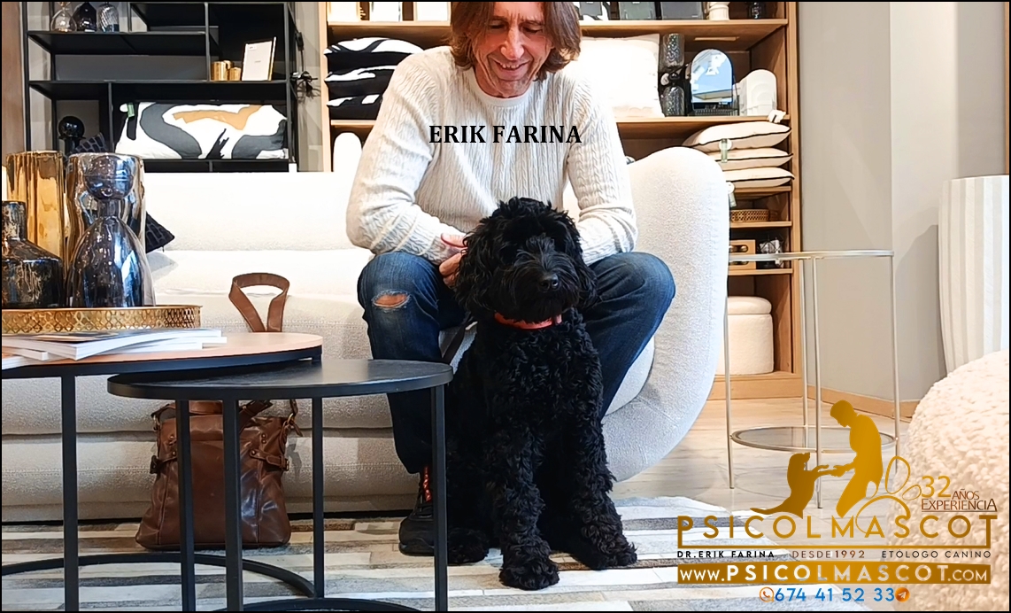 psicolmascot's tweet photo. PSICOLMASCOT: El Australian Cobberdog https://t.co/MiSPWEut3q https://t.co/zQApIux9qT