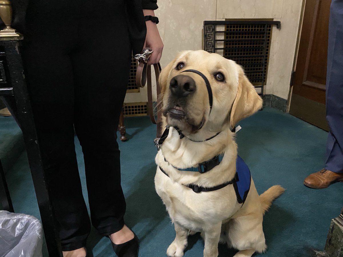#MontcoPa District Attorney has a new comfort dog that will accompany crime victims when they come to court to ease their burdens when testifying or facing defendants at trial. Toured the courthouse, met staff yesterday. #dogs #victimservices