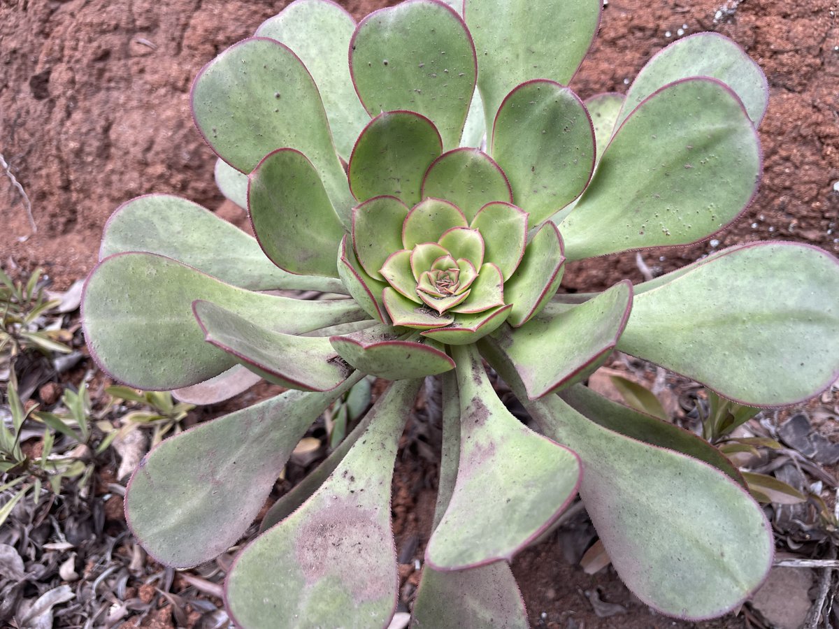 VeroSinmapa's tweet photo. 😎Cosas que aprendí durante el #AnagaBiofest, un festival anual en #Tenerife que conecta naturaleza, cultura e identidad

💁🏻‍♀��1. ¿Sabías que la Reserva de la Biosfera de Anaga es el lugar de Europa con mayor número de especies endémicas por Km2? ¡Hay plantas que sólo verás aquí! https://t.co/pBJYAggDRw