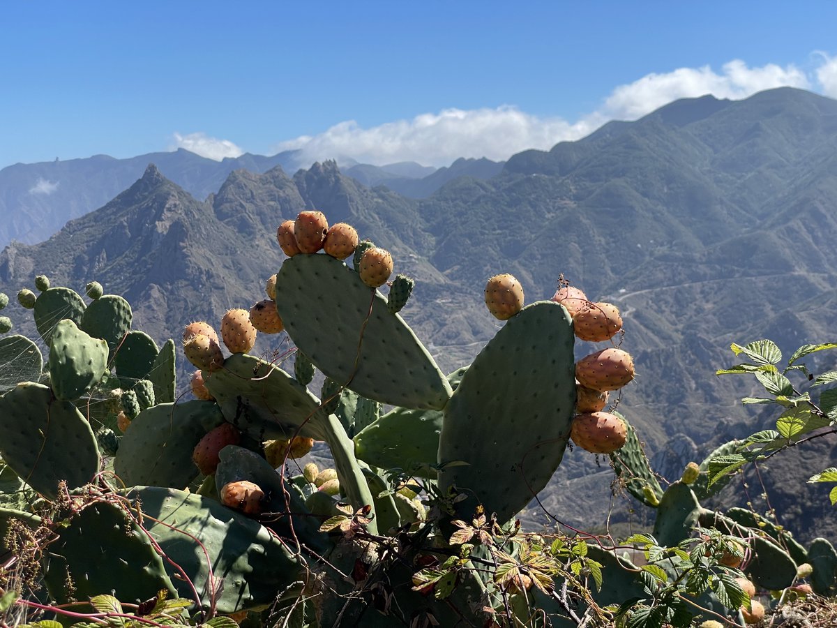 VeroSinmapa's tweet photo. 😎Cosas que aprendí durante el #AnagaBiofest, un festival anual en #Tenerife que conecta naturaleza, cultura e identidad

💁🏻‍♀��1. ¿Sabías que la Reserva de la Biosfera de Anaga es el lugar de Europa con mayor número de especies endémicas por Km2? ¡Hay plantas que sólo verás aquí! https://t.co/pBJYAggDRw