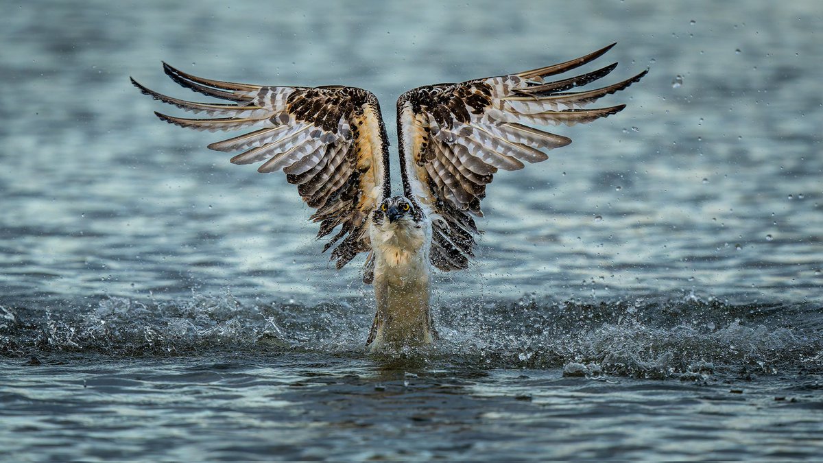 Osprey lifting from the water after a dive...
#photography #naturephotography #wildlifephotography #thelittlethings