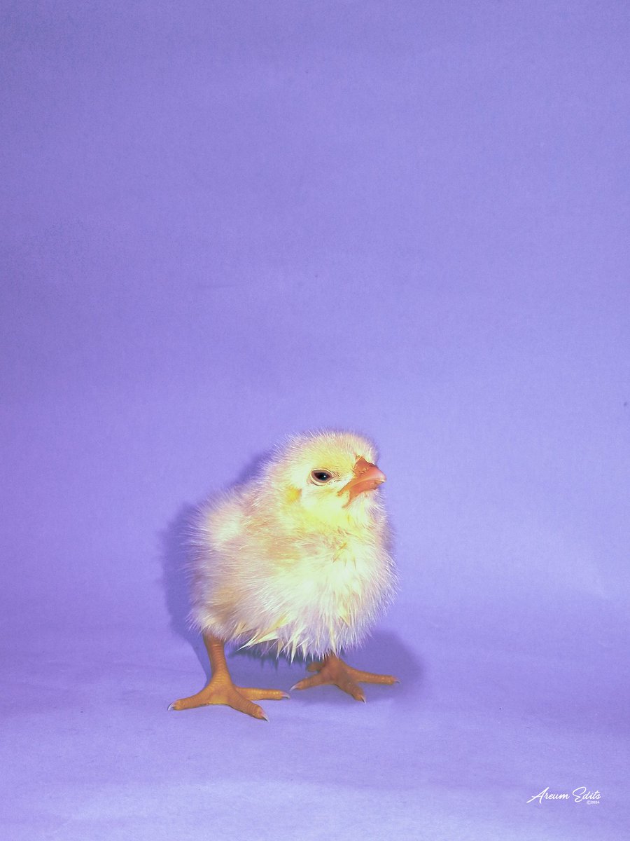 AreumEdits's tweet photo. CIRCE 🐣.

Beautiful, bright, a little loud but she's just right

📱: Tecno Spark 10c @tecnomobile @TECNOMobileNG 

💻👩🏾‍💻: Adobe Lightroom  @Lightroom 

📍: https://t.co/t580KknFuI.e. https://t.co/RqHqwbgiMH