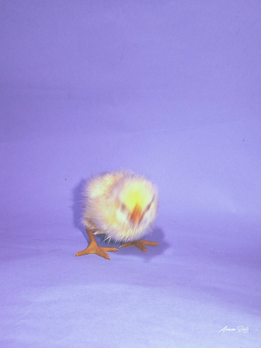 AreumEdits's tweet photo. CIRCE 🐣.

Beautiful, bright, a little loud but she's just right

📱: Tecno Spark 10c @tecnomobile @TECNOMobileNG 

💻👩🏾‍💻: Adobe Lightroom  @Lightroom 

📍: https://t.co/t580KknFuI.e. https://t.co/RqHqwbgiMH