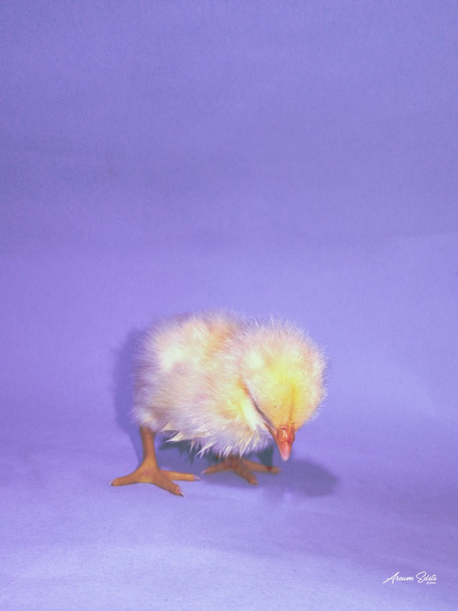 AreumEdits's tweet photo. CIRCE 🐣.

Beautiful, bright, a little loud but she's just right

📱: Tecno Spark 10c @tecnomobile @TECNOMobileNG 

💻👩🏾‍💻: Adobe Lightroom  @Lightroom 

📍: https://t.co/t580KknFuI.e. https://t.co/RqHqwbgiMH