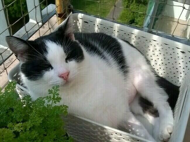 10 GODZIN DO KOŃCA ZBIÓRKI 💔 
ratujemyzwierzaki.pl/marcyss-feline…