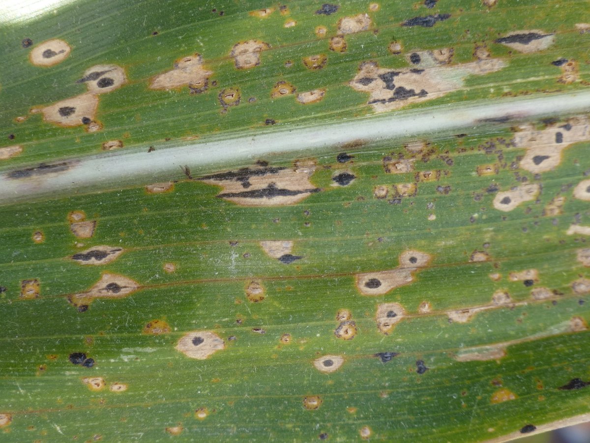 Crop Protection Network (@cropnetwork) on Twitter photo Issues with tar spot in 2024?
Learn best management practices for next season on CPN TV at youtu.be/CI62h71g6qQ
Featuring <a href="/DTelenko/">Darcy Telenko</a> <a href="/MartinChilvers1/">Martin Chilvers</a> <a href="/badgercropdoc/">Damon L. Smith</a> & <a href="/AlbertTenuta/">Albert Tenuta</a>.
<a href="/PurdueAg/">Purdue Agriculture</a> <a href="/PurdueExtension/">Purdue Extension</a> <a href="/MSUExtension/">MSU Extension</a> <a href="/MSUEFieldCrops/">MSU Extension Field Crops</a> <a href="/UWMadisonExt/">UW–Madison Division of Extension</a> @OMAFRAinnovates Issues with tar spot in 2024?
Learn best management practices for next season on CPN TV at youtu.be/CI62h71g6qQ
Featuring <a href="/DTelenko/">Darcy Telenko</a> <a href="/MartinChilvers1/">Martin Chilvers</a> <a href="/badgercropdoc/">Damon L. Smith</a> & <a href="/AlbertTenuta/">Albert Tenuta</a>.
<a href="/PurdueAg/">Purdue Agriculture</a> <a href="/PurdueExtension/">Purdue Extension</a> <a href="/MSUExtension/">MSU Extension</a> <a href="/MSUEFieldCrops/">MSU Extension Field Crops</a> <a href="/UWMadisonExt/">UW–Madison Division of Extension</a> @OMAFRAinnovates