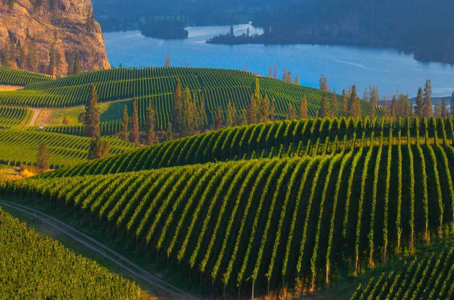 We take a look at Okanagan Valley's unique 2022 vintage, one that made remarkable wines in a growing season that was described by most as ‘strange’…decanter.com/premium/okanag…