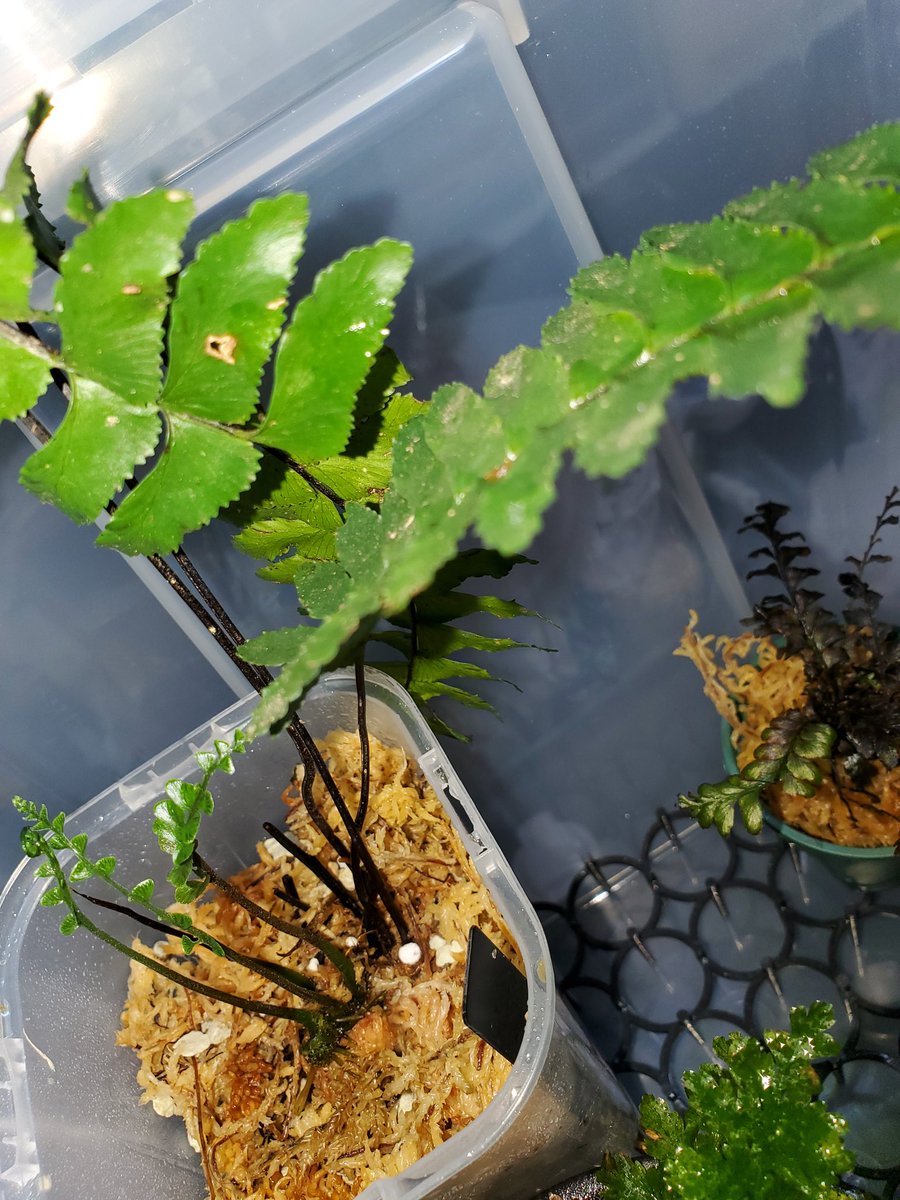 Til7120's tweet image. 我が家のシャーマンシダボックス。新芽は中々出ないらしい、なんなら根も１年で2.3センチレベル、いつか増えて欲しい‼️
新芽が出てるのはnative forestさんのTrichomanes１ヶ月でﾆｮﾛﾆｮﾛ🐍三本。状態良すぎか！？

#Trichomanes
#Nativeforest
#シダ好き