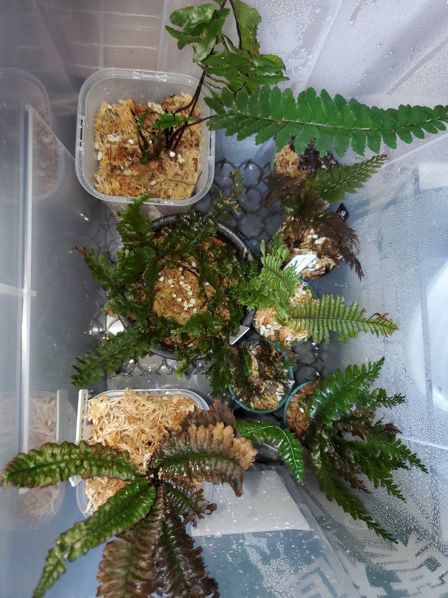Til7120's tweet image. 我が家のシャーマンシダボックス。新芽は中々出ないらしい、なんなら根も１年で2.3センチレベル、いつか増えて欲しい‼️
新芽が出てるのはnative forestさんのTrichomanes１ヶ月でﾆｮﾛﾆｮﾛ🐍三本。状態良すぎか！？

#Trichomanes
#Nativeforest
#シダ好き