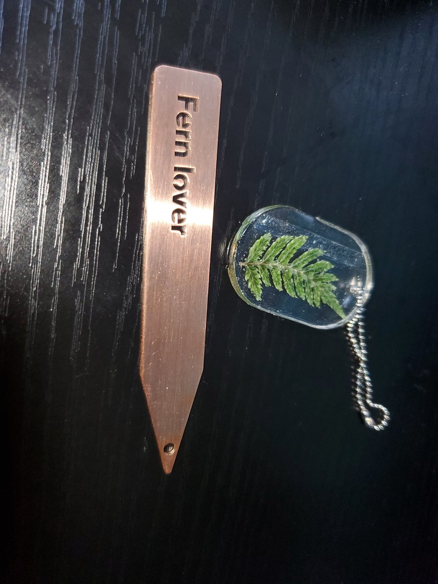 Til7120's tweet image. 我が家のシャーマンシダボックス。新芽は中々出ないらしい、なんなら根も１年で2.3センチレベル、いつか増えて欲しい‼️
新芽が出てるのはnative forestさんのTrichomanes１ヶ月でﾆｮﾛﾆｮﾛ🐍三本。状態良すぎか！？

#Trichomanes
#Nativeforest
#シダ好き