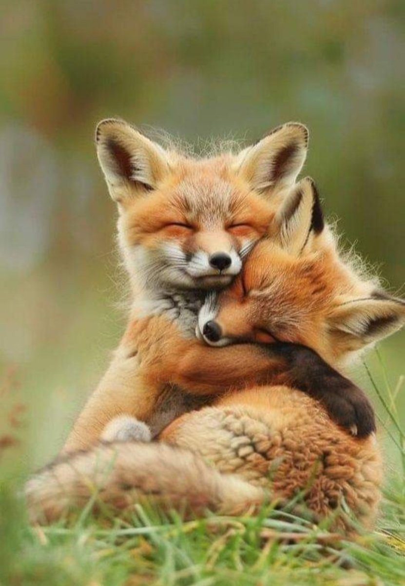 Crypto never sleeps. Neither do scammers. But the fox has got your back.  Phishing scams have been lurking since the dawn of crypto. Like most  parasites, scammers continually evolve with new tactics