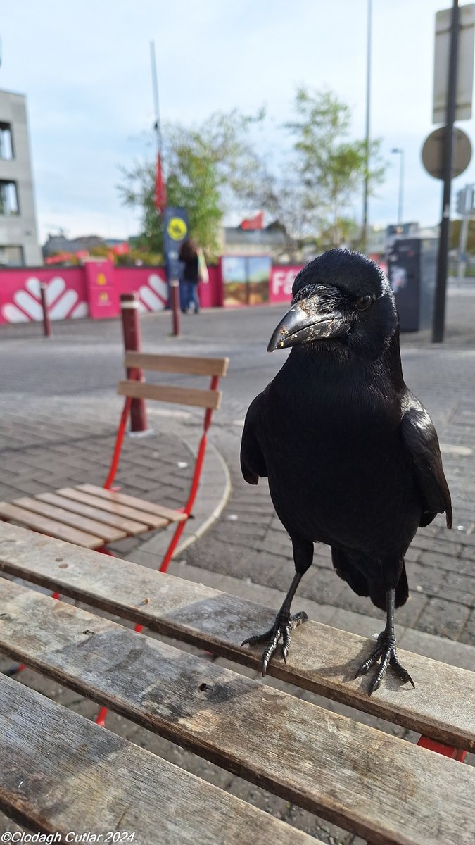PicDiaryGalway's tweet photo. Ever get the feeling you're being watched while you have your breakfast? 
#Galway #Westend @galwayswestend @wildatlanticway @galwaytourism #PhonePics https://t.co/3aeFN4Txhp