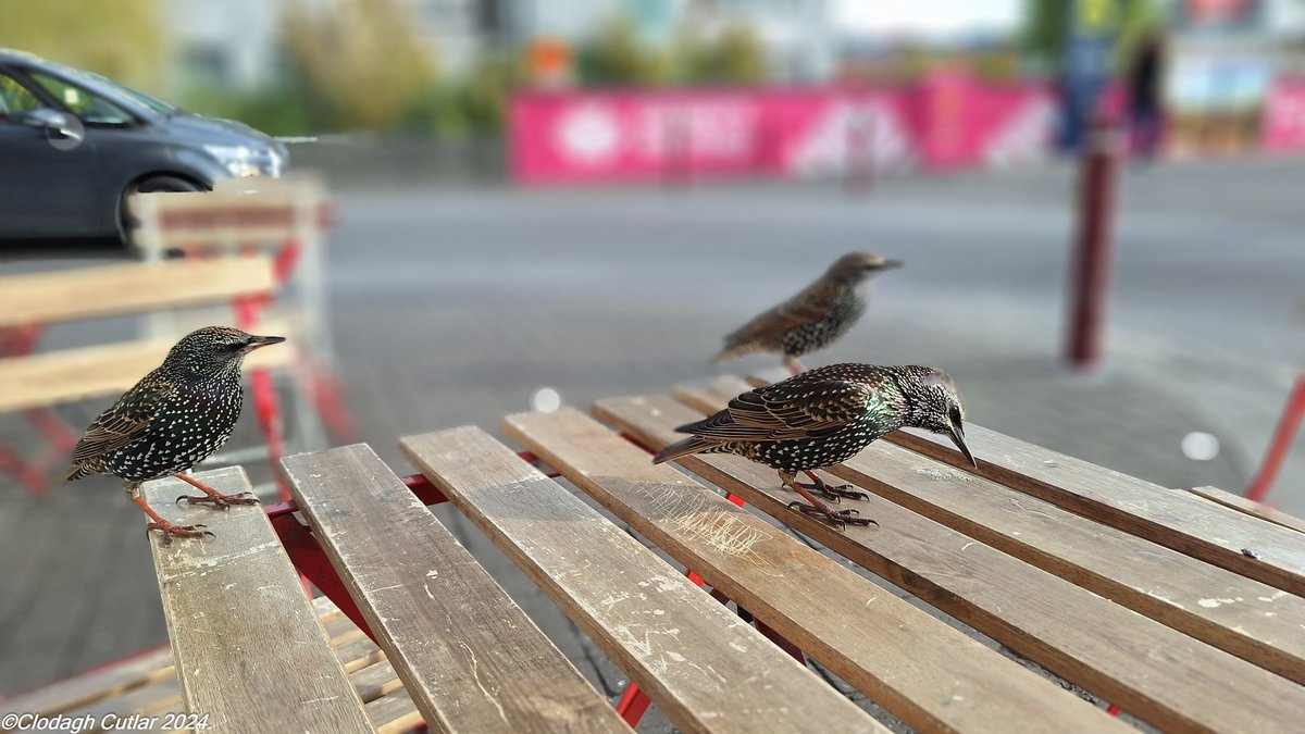 PicDiaryGalway's tweet photo. Ever get the feeling you're being watched while you have your breakfast? 
#Galway #Westend @galwayswestend @wildatlanticway @galwaytourism #PhonePics https://t.co/3aeFN4Txhp