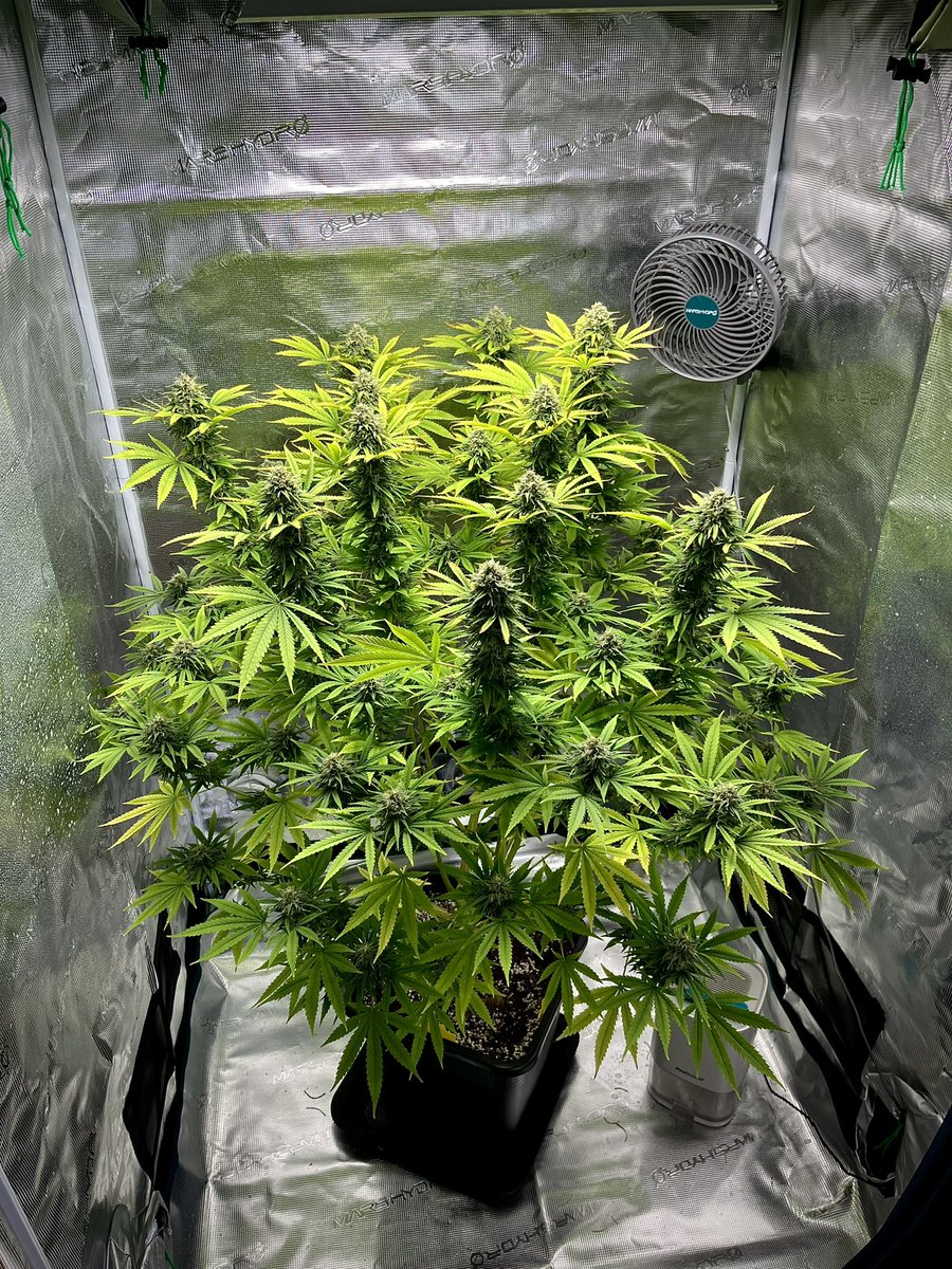 budznberries's tweet photo. A Happy big bush update 😍

She’s still holding on to some green in the leaves, but today was the last feeding and it was a half dose.

She’s getting just pH 6.5 water from here until harvest so I expect  to see some fading leaves over the next 2 weeks. 

Can’t wait for ✂️ day!

Mimosa
@royalqueenseeds