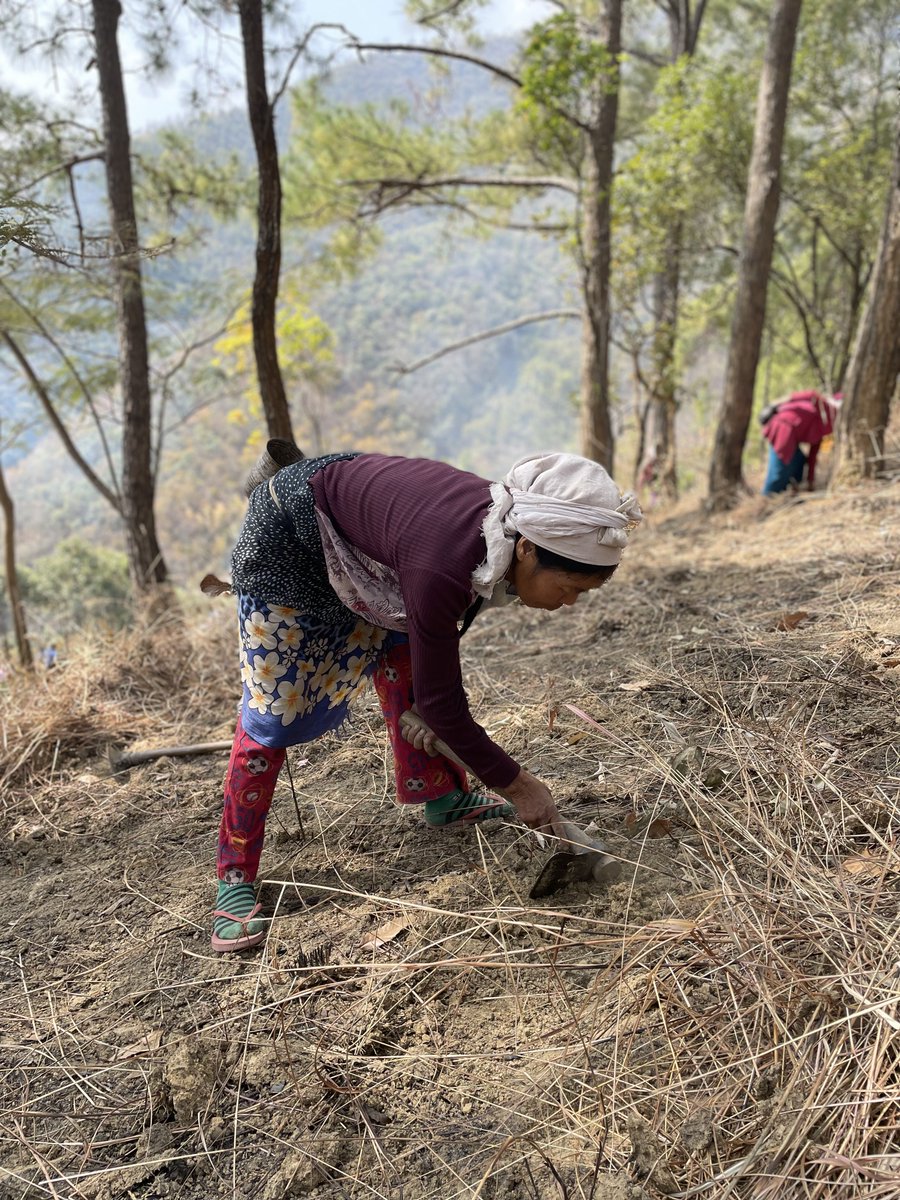 EANagaland's tweet photo. Climate is everybody's business and #communities must be at the forefront leading climate action. Our Trees for Wealth #treesforwealth movement is on a mission to include everyone as we aspire to plant 3 billion trees by 2050.
#trees #ClimateCrisisAction https://t.co/L2Jc5chLtc